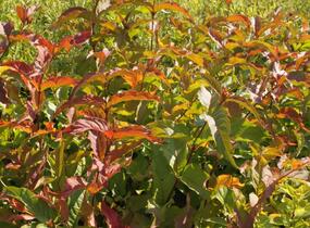 Zanice bezřapíčná 'Dise' - Diervilla sessilifolia 'Dise'