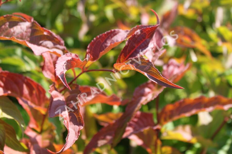 Zanice bezřapíčná 'Dise' - Diervilla sessilifolia 'Dise'