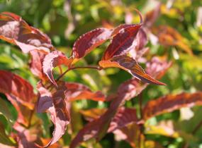 Zanice bezřapíčná 'Dise' - Diervilla sessilifolia 'Dise'