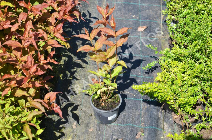 Zanice bezřapíčná 'Dise' - Diervilla sessilifolia 'Dise'