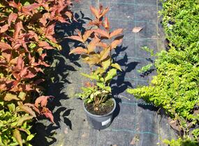 Zanice bezřapíčná 'Dise' - Diervilla sessilifolia 'Dise'