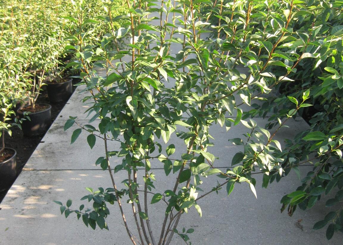 Šeřík čínský 'Saugeana' - Syringa chinensis 'Saugeana'