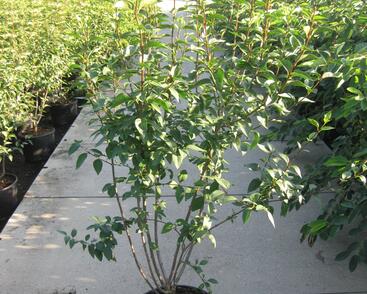 Šeřík čínský 'Saugeana'