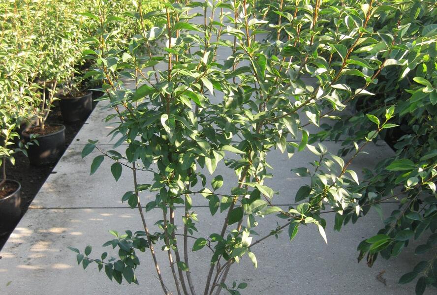 Šeřík čínský 'Saugeana' - Syringa chinensis 'Saugeana'