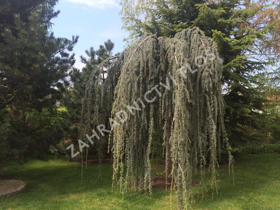 Cedr atlaský 'Glauca Pendula' - Cedrus atlantica 'Glauca Pendula'