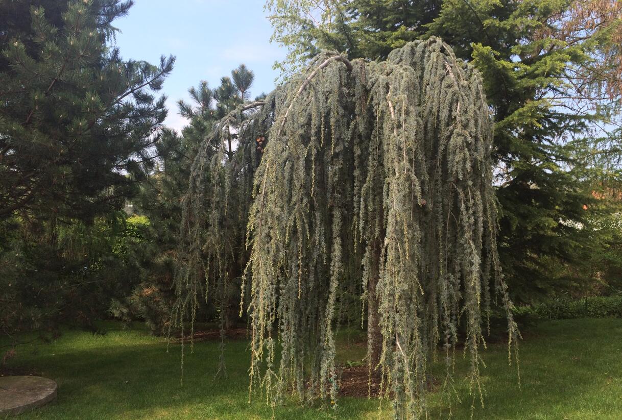 Cedr atlaský 'Glauca Pendula' - Cedrus atlantica 'Glauca Pendula'