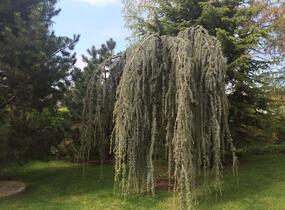 Cedr atlaský 'Glauca Pendula' - Cedrus atlantica 'Glauca Pendula'