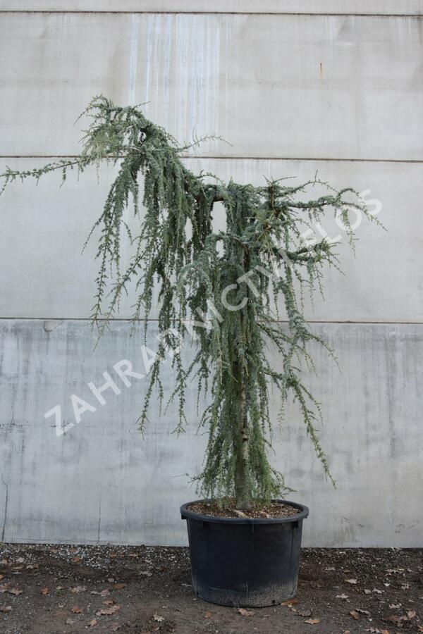 Cedr atlaský 'Glauca Pendula' - Cedrus atlantica 'Glauca Pendula'