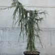 Cedr atlaský 'Glauca Pendula' - Cedrus atlantica 'Glauca Pendula'