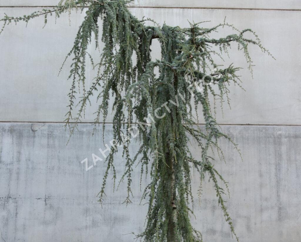 Cedr atlaský 'Glauca Pendula' - Cedrus atlantica 'Glauca Pendula'