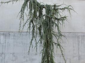 Cedr atlaský 'Glauca Pendula' - Cedrus atlantica 'Glauca Pendula'