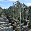 Cedr atlaský 'Glauca Pendula' - Cedrus atlantica 'Glauca Pendula'