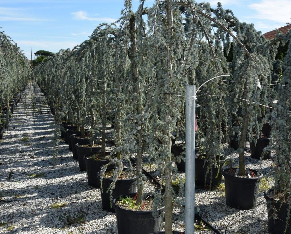 Cedr atlaský 'Glauca Pendula' - Cedrus atlantica 'Glauca Pendula'