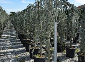 Cedr atlaský 'Glauca Pendula' - Cedrus atlantica 'Glauca Pendula'