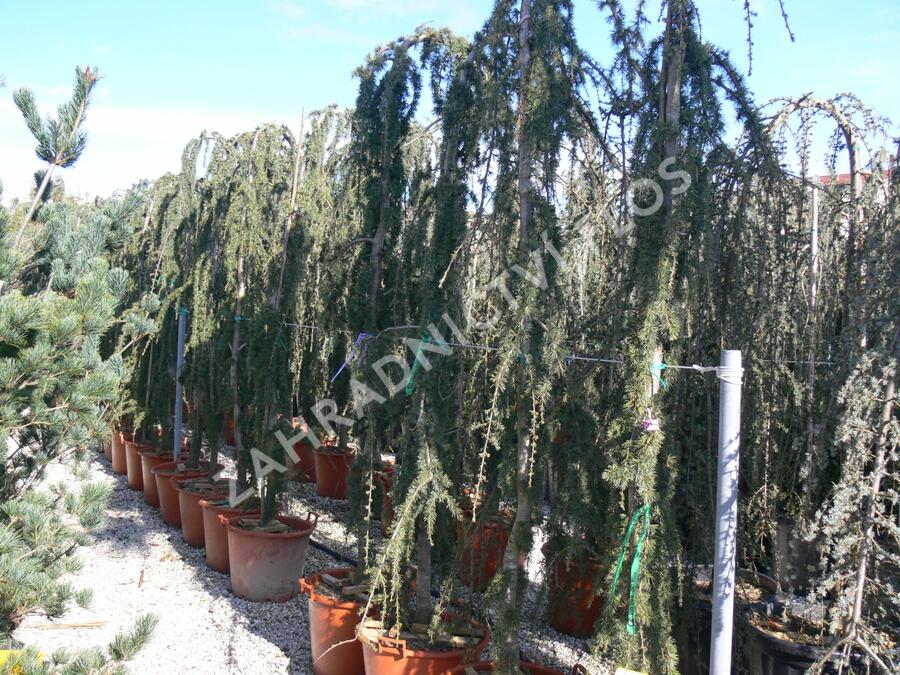 Cedr atlaský 'Glauca Pendula' - Cedrus atlantica 'Glauca Pendula'