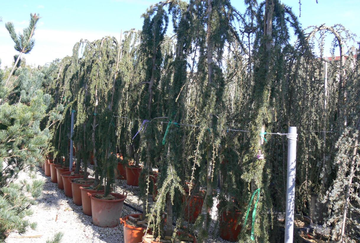 Cedr atlaský 'Glauca Pendula' - Cedrus atlantica 'Glauca Pendula'