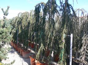 Cedr atlaský 'Glauca Pendula' - Cedrus atlantica 'Glauca Pendula'