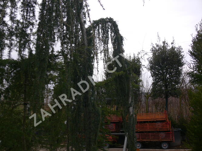 Cedr atlaský 'Glauca Pendula' - Cedrus atlantica 'Glauca Pendula'