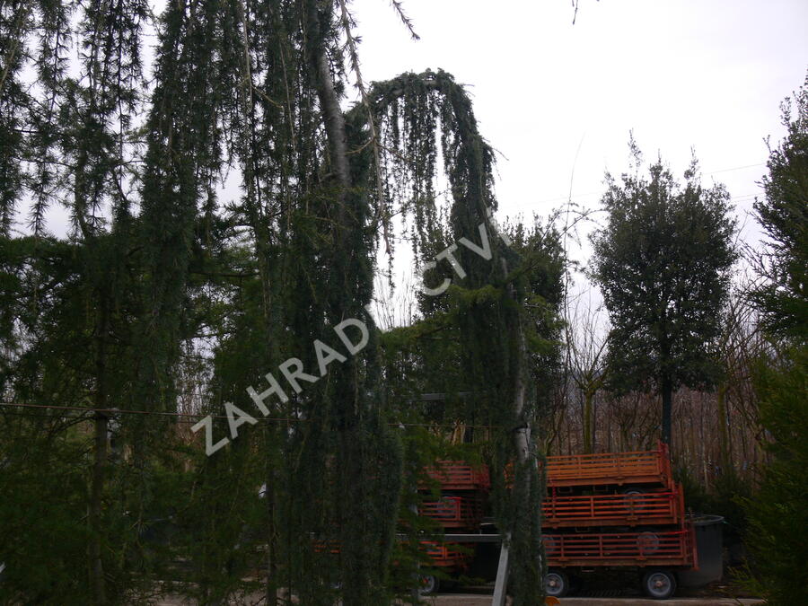 Cedr atlaský 'Glauca Pendula' - Cedrus atlantica 'Glauca Pendula'