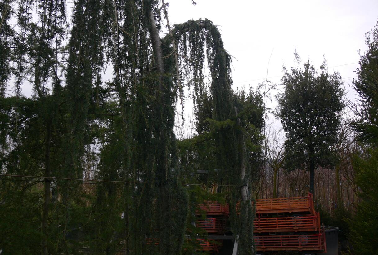 Cedr atlaský 'Glauca Pendula' - Cedrus atlantica 'Glauca Pendula'