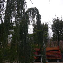 Cedr atlaský 'Glauca Pendula' - Cedrus atlantica 'Glauca Pendula'