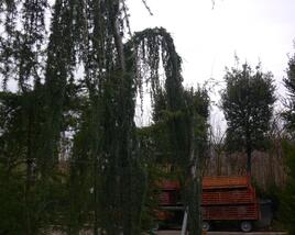 Cedr atlaský 'Glauca Pendula'