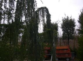 Cedr atlaský 'Glauca Pendula' - Cedrus atlantica 'Glauca Pendula'