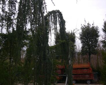 Cedr atlaský 'Glauca Pendula'