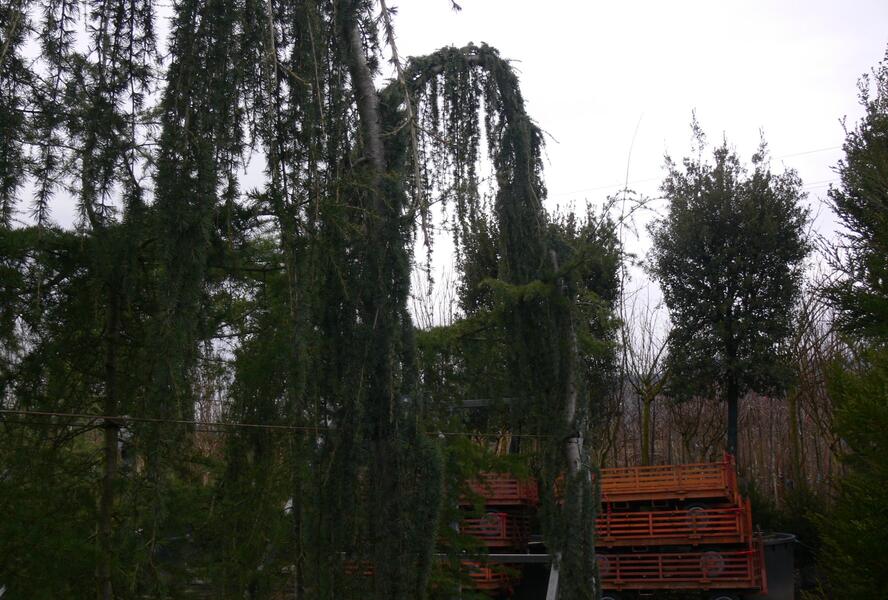 Cedr atlaský 'Glauca Pendula' - Cedrus atlantica 'Glauca Pendula'