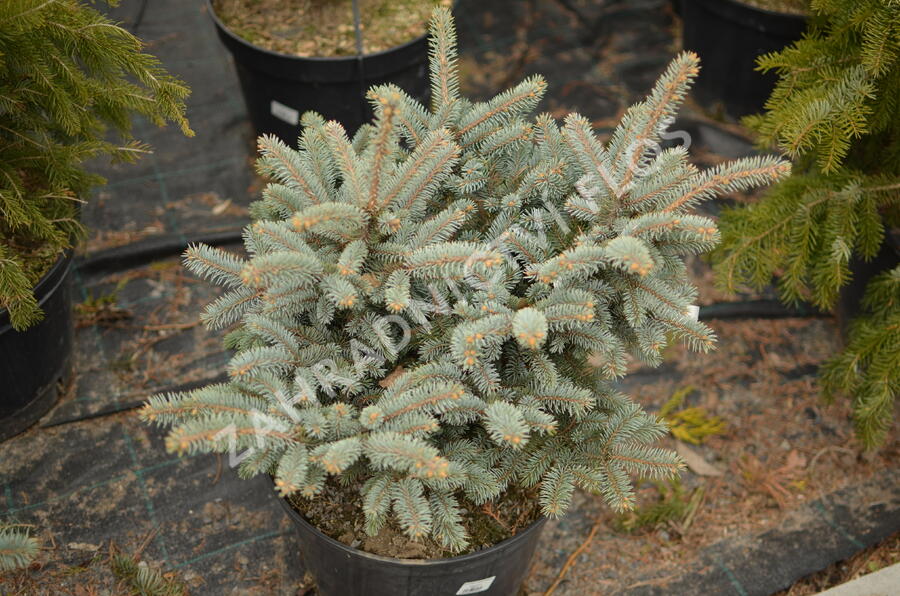 Smrk pichlavý 'Glauca Globosa' - Picea pungens 'Glauca Globosa'