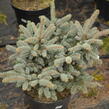 Smrk pichlavý 'Glauca Globosa' - Picea pungens 'Glauca Globosa'