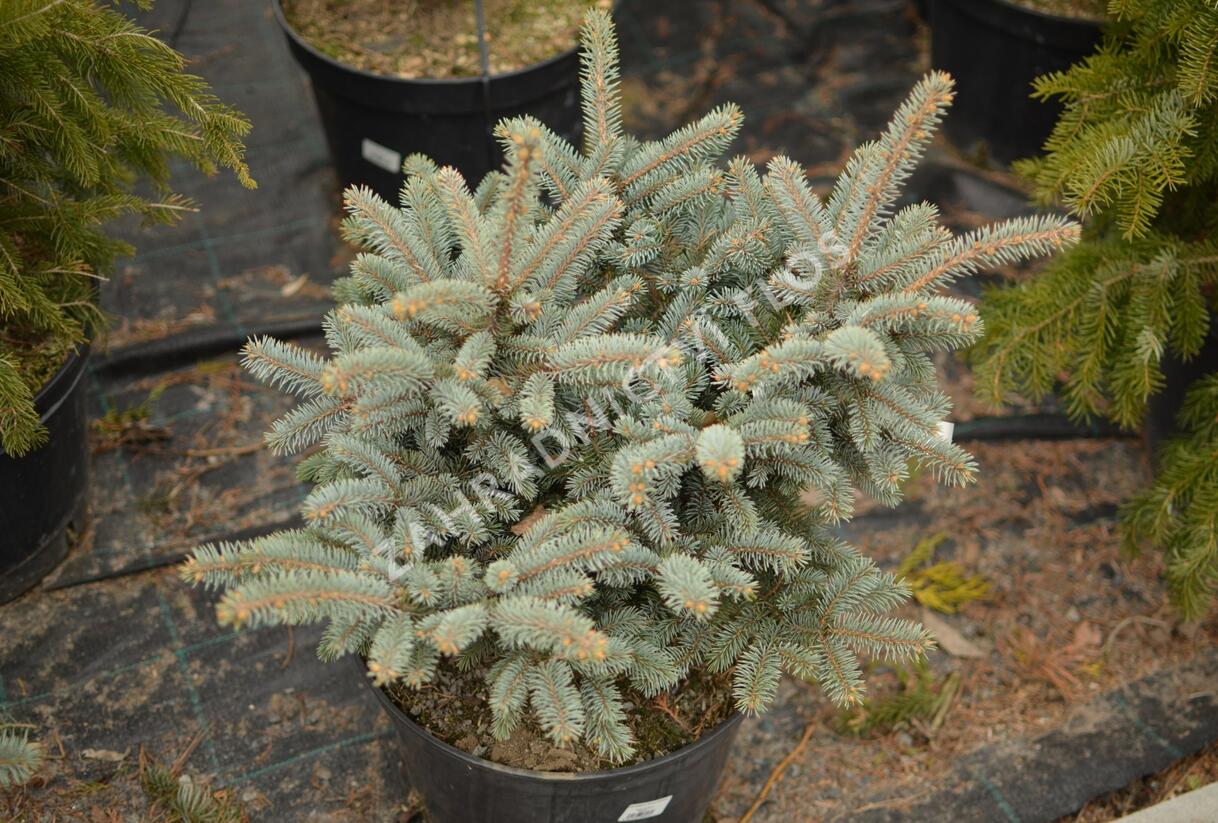 Smrk pichlavý 'Glauca Globosa' - Picea pungens 'Glauca Globosa'
