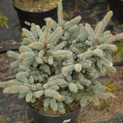 Smrk pichlavý 'Glauca Globosa' - Picea pungens 'Glauca Globosa'