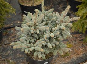 Smrk pichlavý 'Glauca Globosa' - Picea pungens 'Glauca Globosa'