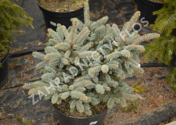 Smrk pichlavý 'Glauca Globosa' - Picea pungens 'Glauca Globosa'
