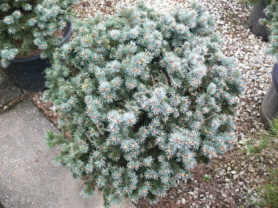 Smrk pichlavý 'Glauca Globosa' - Picea pungens 'Glauca Globosa'