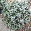 Smrk pichlavý 'Glauca Globosa' - Picea pungens 'Glauca Globosa'