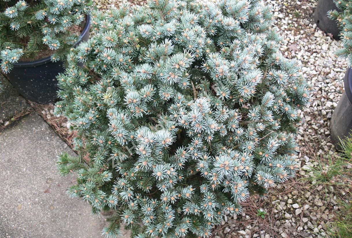 Smrk pichlavý 'Glauca Globosa' - Picea pungens 'Glauca Globosa'