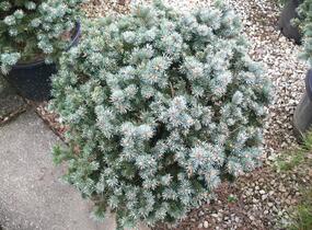 Smrk pichlavý 'Glauca Globosa' - Picea pungens 'Glauca Globosa'