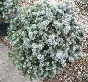 Smrk pichlavý 'Glauca Globosa' - Picea pungens 'Glauca Globosa'