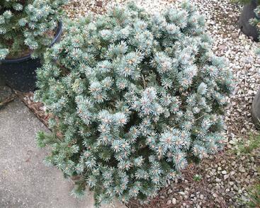 Smrk pichlavý 'Glauca Globosa'