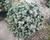 Smrk pichlavý 'Glauca Globosa'