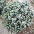 smrk-pichlavy-glauca-globosa.jpg
