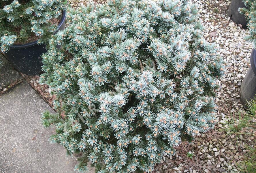 Smrk pichlavý 'Glauca Globosa' - Picea pungens 'Glauca Globosa'