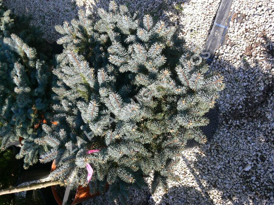 Smrk pichlavý 'Glauca Globosa' - Picea pungens 'Glauca Globosa'