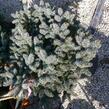 Smrk pichlavý 'Glauca Globosa' - Picea pungens 'Glauca Globosa'