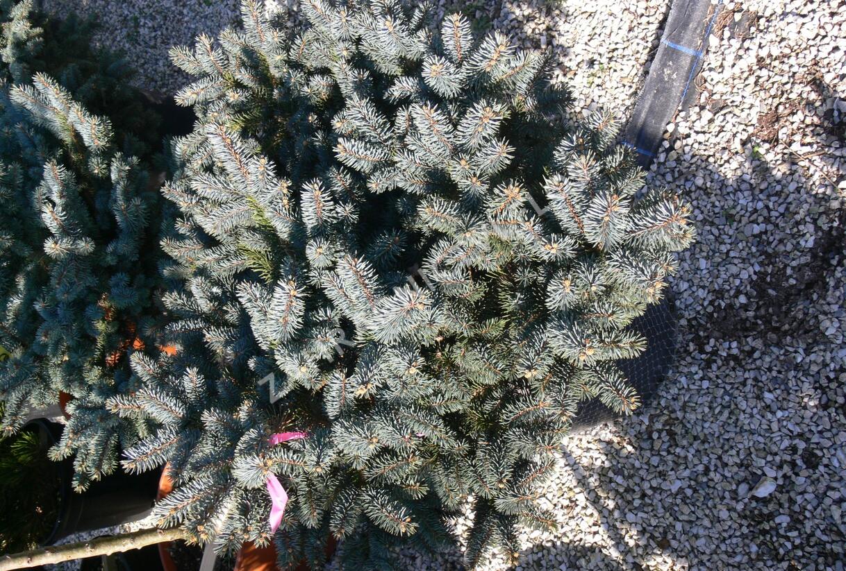Smrk pichlavý 'Glauca Globosa' - Picea pungens 'Glauca Globosa'