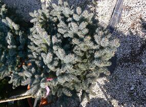 Smrk pichlavý 'Glauca Globosa' - Picea pungens 'Glauca Globosa'