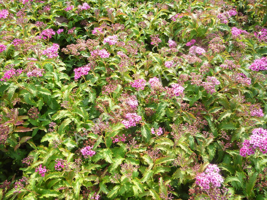 Tavolník japonský 'Crispa' - Spiraea japonica 'Crispa'