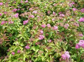 Tavolník japonský 'Crispa' - Spiraea japonica 'Crispa'